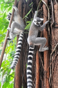 climbing baby lemurs