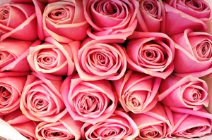 rosas de color rosa: 