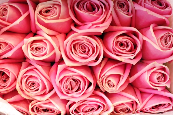 rosas de color rosa: 
