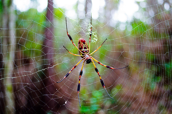 Banana Spider