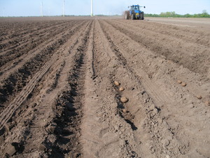 Potatofield 2