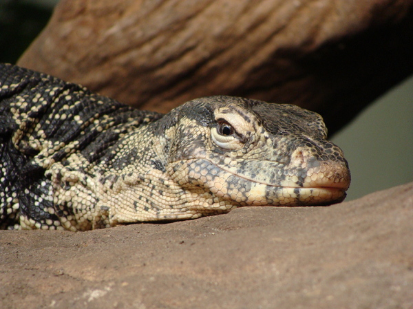 Common Water Monitor