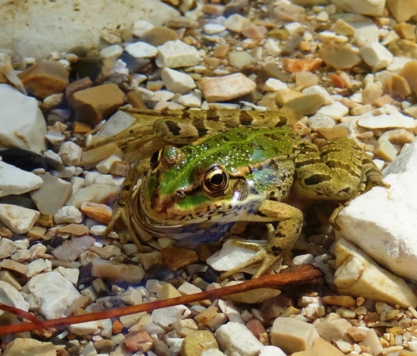 Frog 2