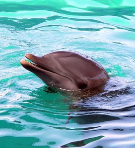 Dolphin: Dolphin in the Bahamas
