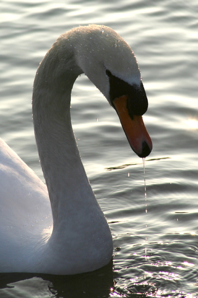 Swan in Winter