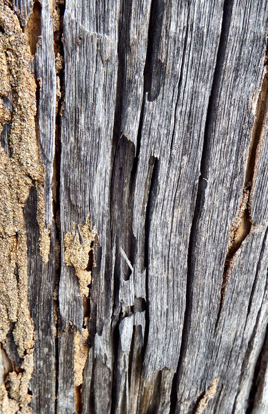 termite trails4: dangerously termite riddled suburban street power poles