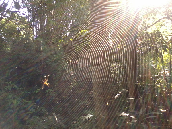 sunlit spider web