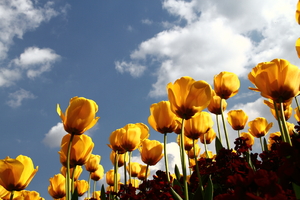 Tulips: Yellow tulips against a bright blue sky, outside Buckingham Palace, London, in the spring.