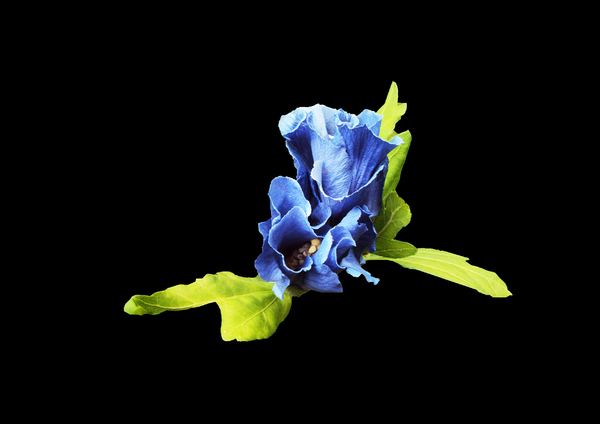 Blue Flower on black