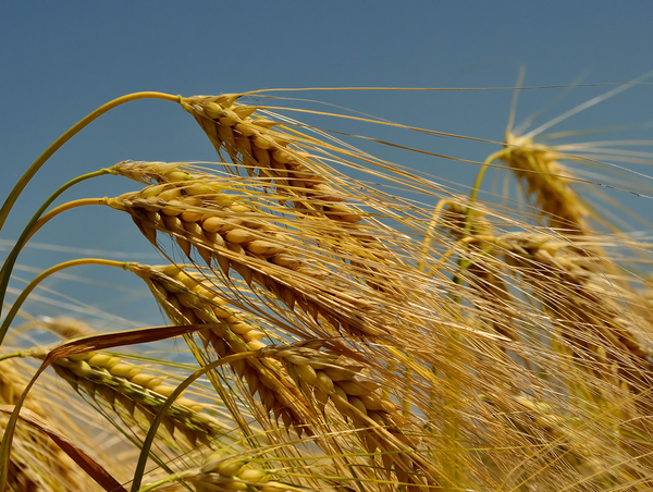 Wheat: no description