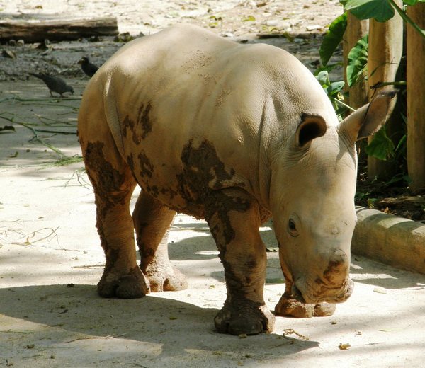 baby Rhino