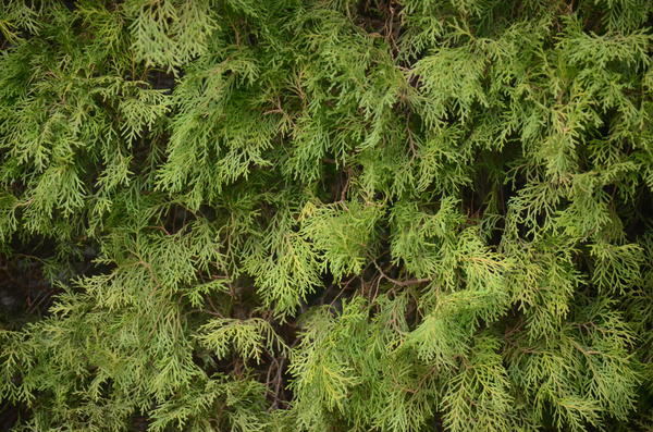 Tree closeup