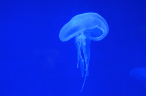 Jellyfish blues: 