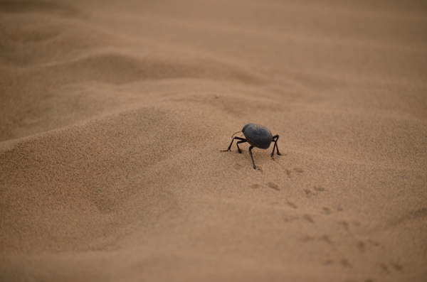 Desert beetle trail
