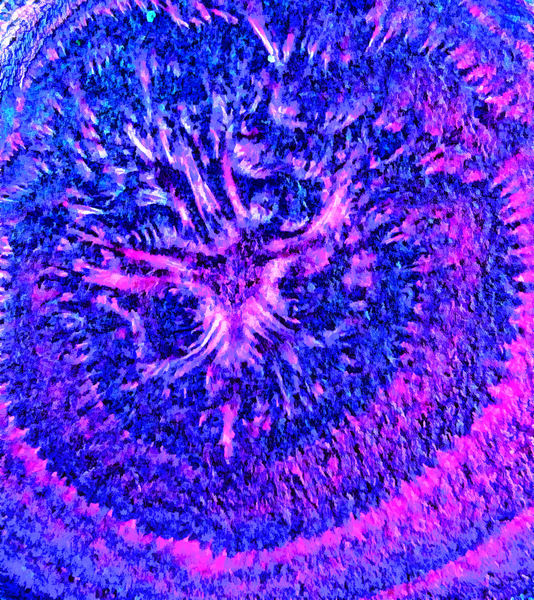 pink circle carpet weave