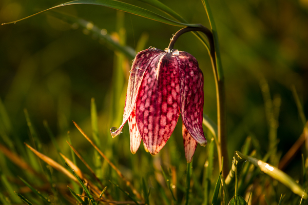 Fritillaria meleagris: The name Fritillaria comes from the latin fritillus meaning dice-box, possibly referring to the chequered pattern on the flowers  although this derivation has been disputed. The name meleagris means ‘spotted like a guineafowl’. The common name 