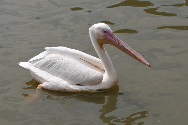 bird pelican