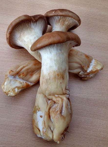 king oyster mushrooms5