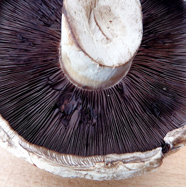 mushroom textures2