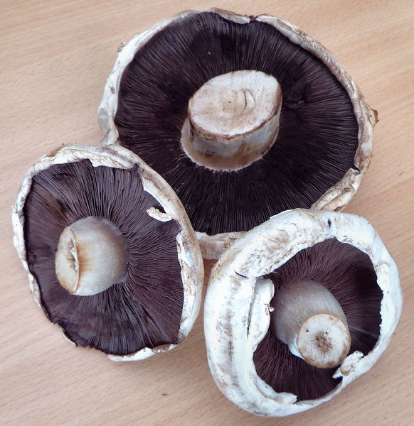 mushroom textures6