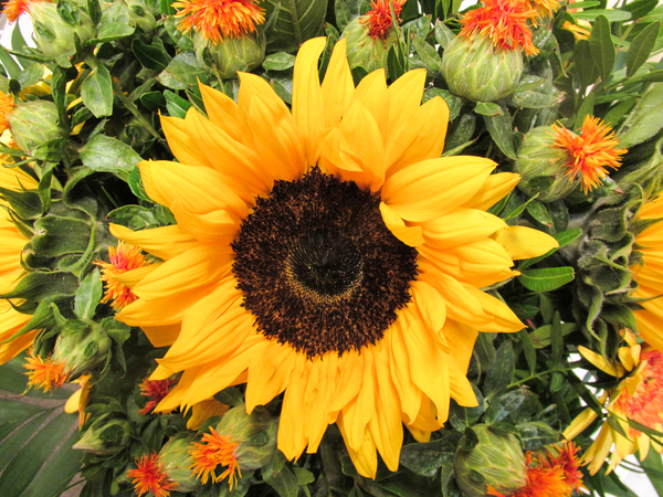 sunflower bouquet: sunflower bouquet