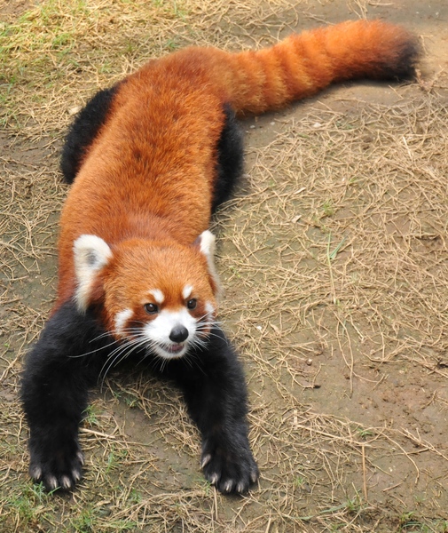 red panda laying down