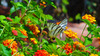motyl w ogrodzie