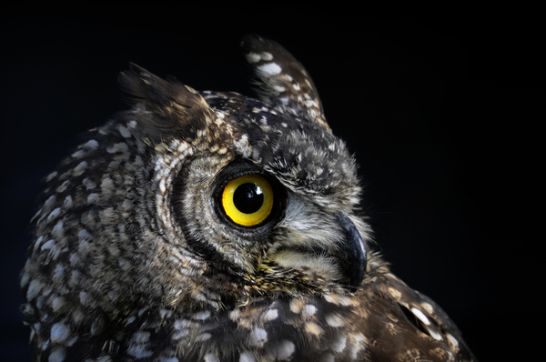 owl4: owl with yellow eye