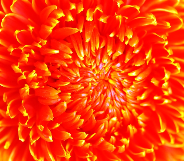orange flower micro texture