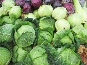 lots of cabbage 2