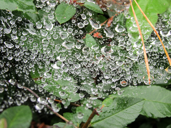 raindrops in spiderweb 3