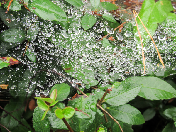 raindrops in spiderweb