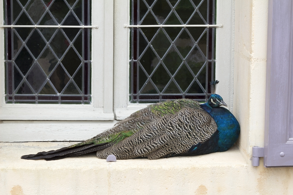 Peacock at rest
