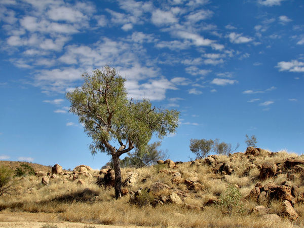 dry brown centre2: dry and rocky terrain in Central Australia