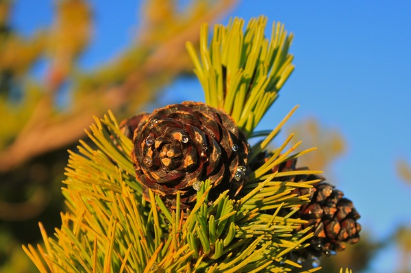 Pine cone over blue sky