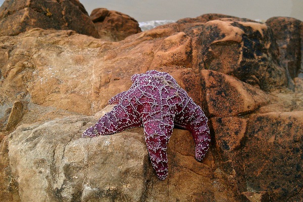 Star fish on a rock