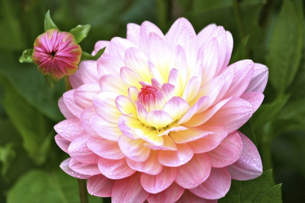 Dahlia flower with baby bloom