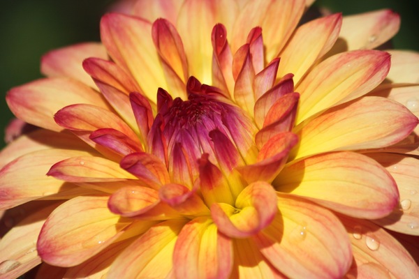 Dahlia flower closeup