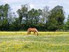 Cavalo no prado, Northamptonsh