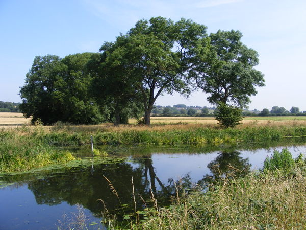 Arching Riverside Trees Reflec