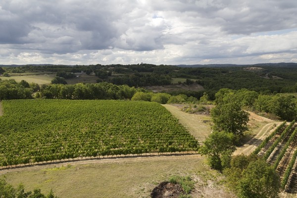 Landscape with vineyards