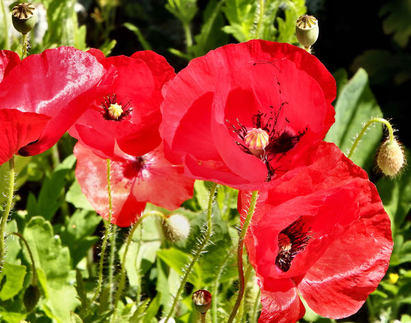 red poppies2: red poppies in the garden