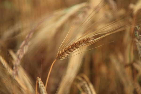 Wheat: Cereal crops ripening in a field