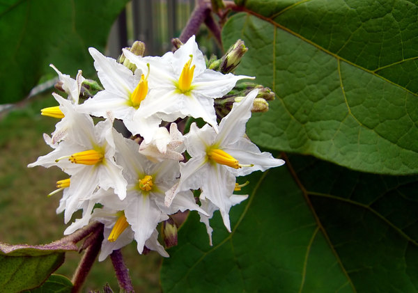 White Solanum Flowers 2