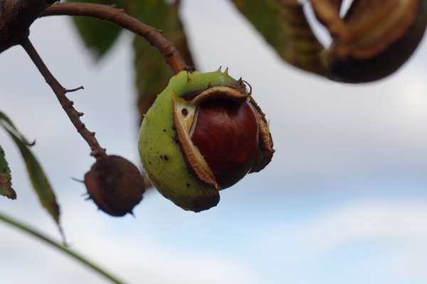 Birth of a chestnut