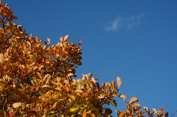 Autumn colors and blue sky