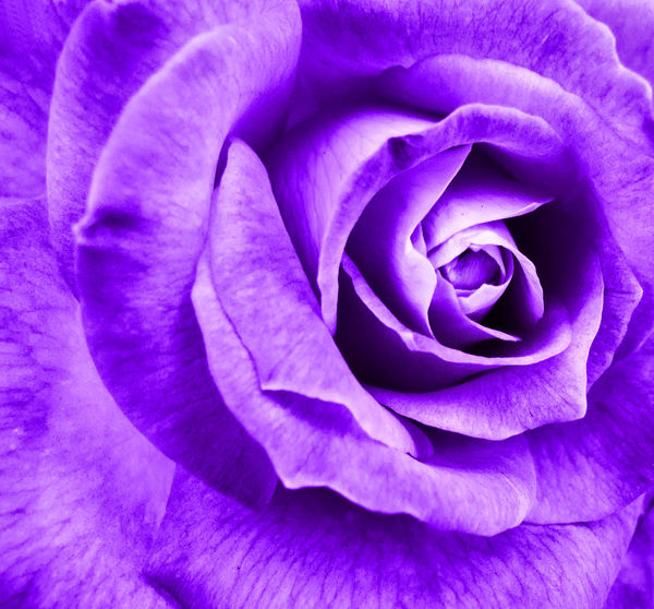 purple petals1
