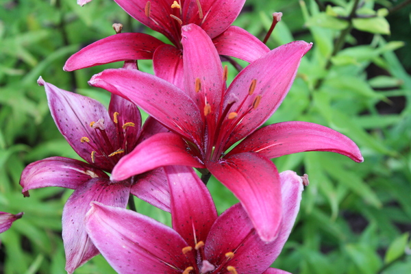 Blooming Lillies