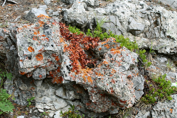 Leaves, Lichen, and Rocks