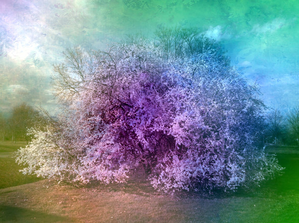 Collage Fantasy Tree 3